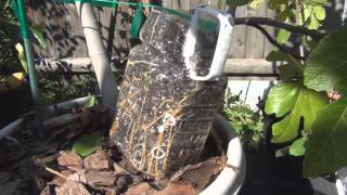 LSU Gold fig tree air layer propagation removal