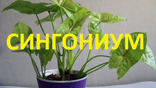 Сингониум домашний. Описание видов сингониума и рекомендации по уходу