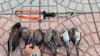 Ná Cao Su Bắn Chim - Ná One Hit Bắn Cực Chuẩn