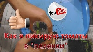 Как я пикирую томаты в "пеленки". I plant tomatoes.