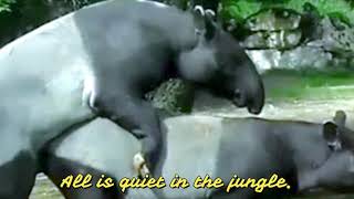 The Mating Ritual