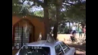 Самые смешные животные нашей планеты