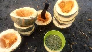 Какой урожай семечек в тыкве голосемянной , сколько семечек в тыкве
