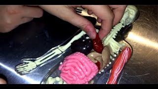 Squishy Human Body ~ Incredible Science
