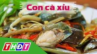 THDT - Con cà xỉu - Đặc sản miền sông nước