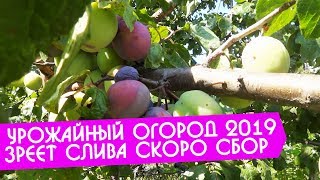 Урожайный огород Татьяны новое видео 2019 спеют сливы