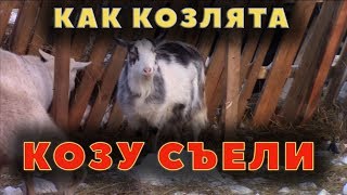 Как козлята козу съели. Почему умирают козы