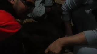 طنطا مزرعه الحج رمضان عبيه