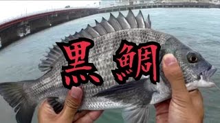 浜名湖 黒鯛釣り チヌ釣り クロダイ釣り カニ 9