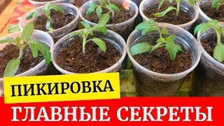 ?Секреты раннего урожая. Все о пикировке томатов. По сколько штук пикировать в стакан 1 или 2?