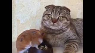 Охреневший хомяк и кот