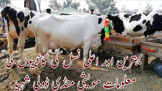 Full information for different types of beautiful cows in janwar mandi doli shaheed jhang 27 jan 202