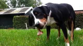 Dog eating raw meat (BARF / NRV): lamb and goat shank