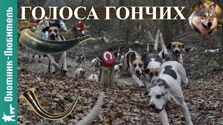 Голоса гончих!