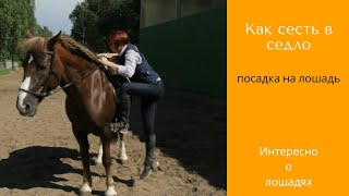 Посадка на лошадь | как сесть в седло | Дивные Кони