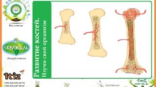 Развитие костей. Изучи свой организм