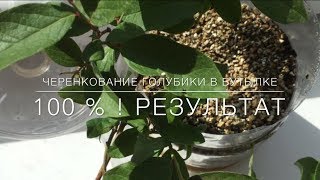 ? Черенкование Голубики В Бутылке/ 100 % - Результат!
