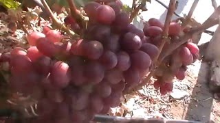 Сорт винограда Матрешка - сезон 2015