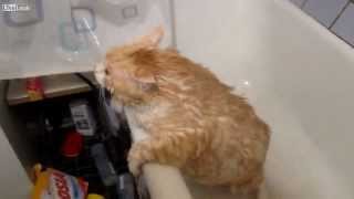 Купание толстого кота в ванной