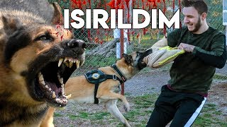 K9 KÖPEĞİ ISIRDI ! | SINIRLARI ZORLA #2 |