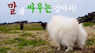 스스로 대형견인 줄 착각해  '말'과 싸우는 강아지  포메라니안 리치의 하루에 놀러오세요 :)