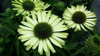 Best Perennials - Echinacea Green Jewel (Coneflower)