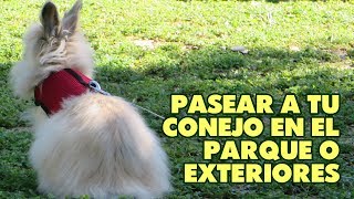CONEJO en el PARQUE ? Cómo sacar a pasear a tu conejito ?