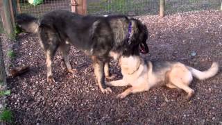 Azer the Caucasian Shepherd Dog Meets Molly Moo the German Shepherd Dog