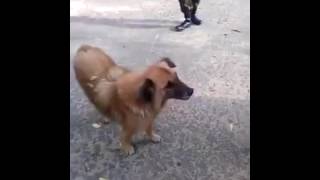 මෙන්න බල්ලෝ රුපියල් 10 දුන්නොත් විතරක් කනවා I Dog Eating 10 Rupees....