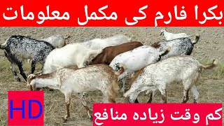 Bakra Farming in pakistan || Bakra Farm || Business karobar ||how to start bakra farming ||