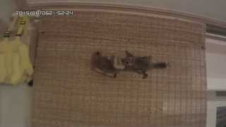 Flying Squirrel - Белка летяга.