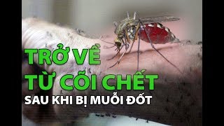 (VTC14)_Trở về từ cõi chết sau khi bị muỗi đốt