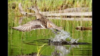 Утренняя охота с подсадными утками duck hunting
