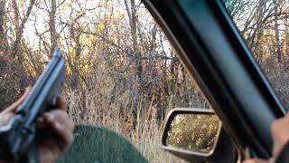 Охота на фазана с пневматом:?? 4.5 мм hunting for pheasant with pneumatic 4.5Crosman 1377