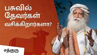 பசு'வில் தேவர்கள் வசிக்கிறார்களா?! Significance of Cow -