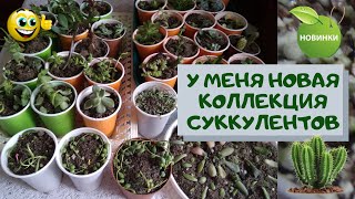 Моя новая коллекция суккулентов. Как посадить черенки и укоренить листики в домашних условиях