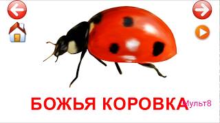 Учебные Карточки для детей #Домана Насекомые на канале #Мульт8
