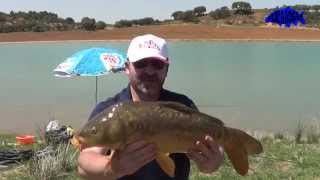El montaje más BÁSICO y FÁCIL de veleta o flotador de inglesa y pescata.