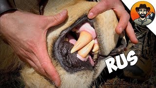 УКУС КОРОЛЯ / Заглянул в пасть льва