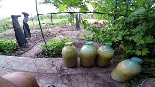 ФЕРМЕНТИРОВАННАЯ КУКУРУЗА ловля КАРПА И САЗАНА