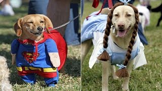 Смешные собаки в костюмах. Подборка Топ 7