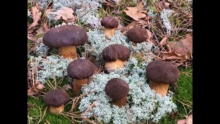 БОМБА!!! ШОК!!! Польские белые грибы кошу косой!!! Без валидола не смотреть! Грибы 2019 в октябре!