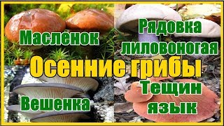 Осенние грибы где собирать как готовить / Съедобные осенние грибы тихая охота