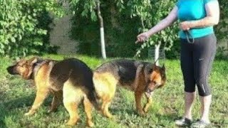 Йорий и Грета. Ждём щенков. Немецкие овчарки. German Shepherd.