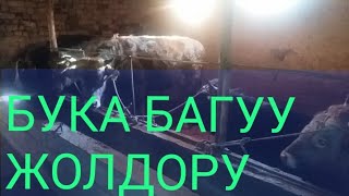 БУКА БАГЫП СЕМИРТУУ / ФЕРМА / МАЛ ЧАРБА / ЛАЙФХАК /ОТКОРМ .
