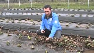 Обрезка клубники весной