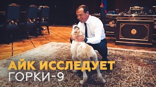 Подаренный Медведеву щенок алабая обживается в «Горках»