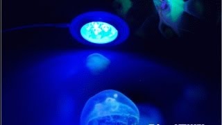 LED水族燈(燈籠魚系列): 1W/3W/5W/7W/9W(Aquarium LED Clamp Lights)