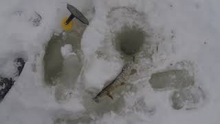 За щукой в феврале 2.02.2019 ( ловля на жерлицы)