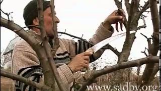 Правильная обрезка груши